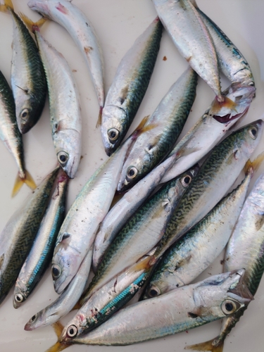 サバの釣果