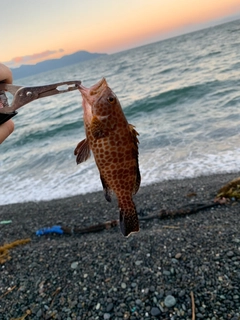 オオモンハタの釣果