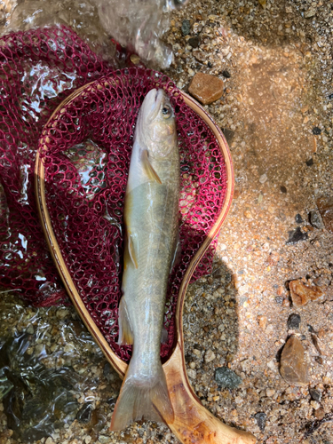 ニッコウイワナの釣果