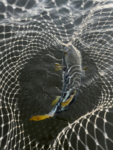 シマフグの釣果