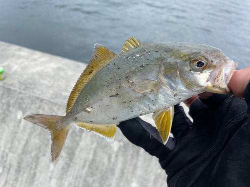 ショゴの釣果