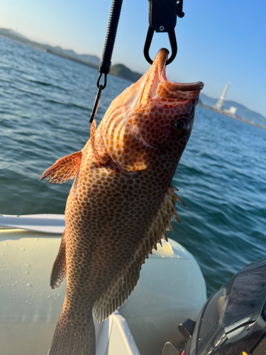 オオモンハタの釣果