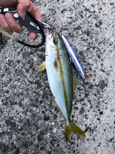 ツバスの釣果