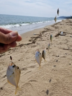 キスの釣果