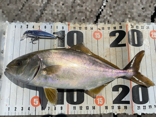 ショゴの釣果