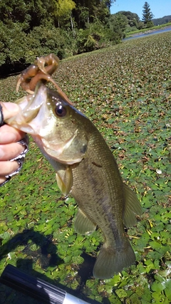 ブラックバスの釣果