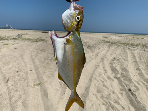 ショゴの釣果