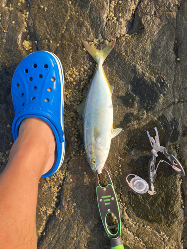 ワカシの釣果