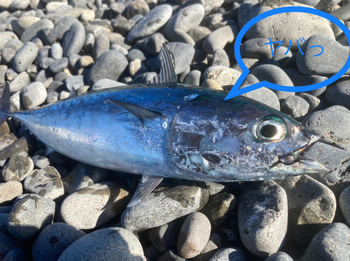 ソウダガツオの釣果