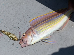 イトヨリダイの釣果