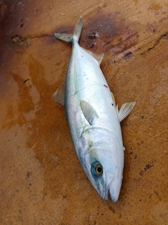 ヤズの釣果