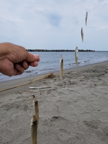 キスの釣果