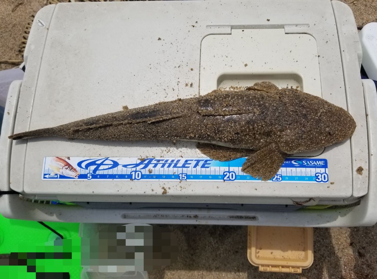マゴチ