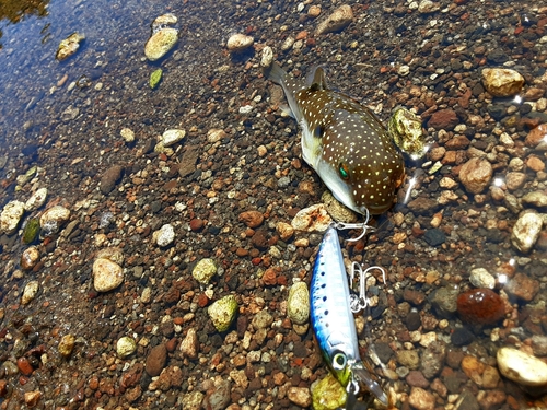 フグの釣果