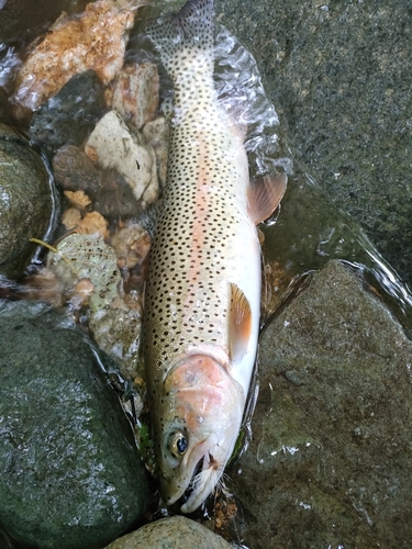 ニジマスの釣果