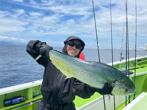 シイラの釣果