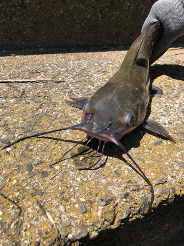 アメリカナマズの釣果