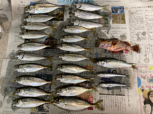 アジの釣果