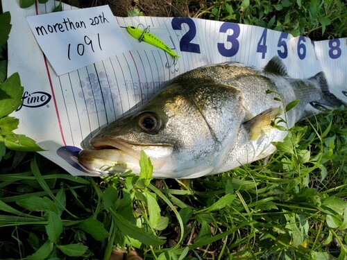 シーバスの釣果