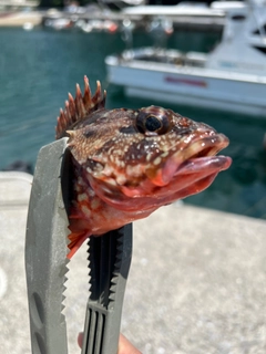 アラカブの釣果