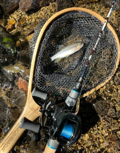 カワムツの釣果
