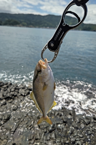 ショゴの釣果