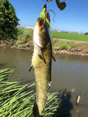 ナマズの釣果