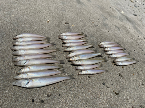 シロギスの釣果