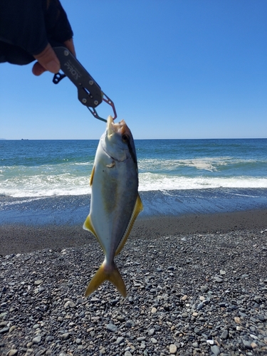 ショゴの釣果