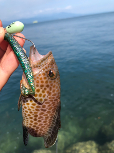 オオモンハタの釣果