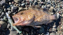 オオモンハタの釣果