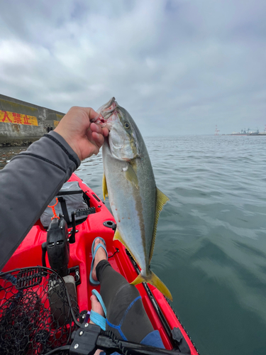 ヒラマサの釣果