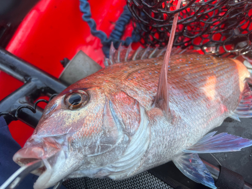 マダイの釣果