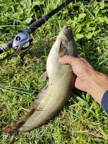 ナマズの釣果