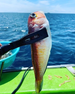 アマダイの釣果