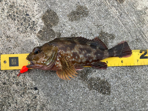 カサゴの釣果