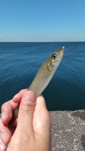 キスの釣果