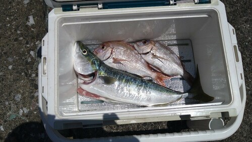 ヤズの釣果