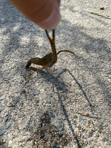 テナガエビの釣果