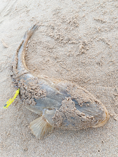 マゴチの釣果