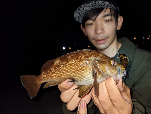 エゾメバルの釣果