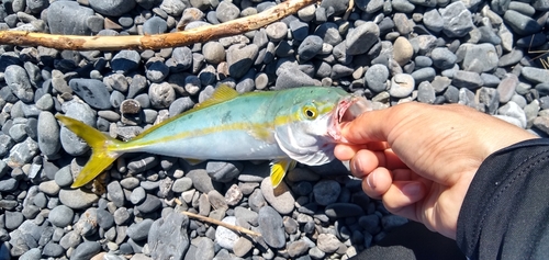 ショゴの釣果