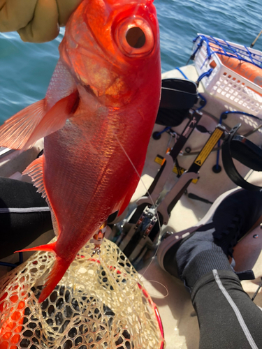 キンメダイの釣果