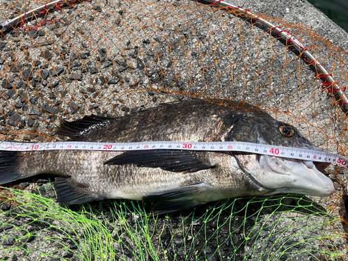 クロダイの釣果