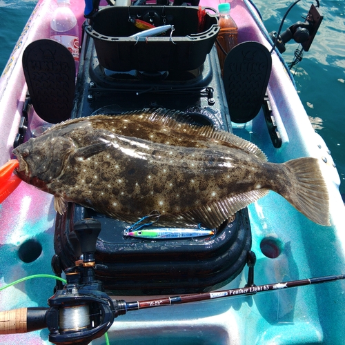 ヒラメの釣果