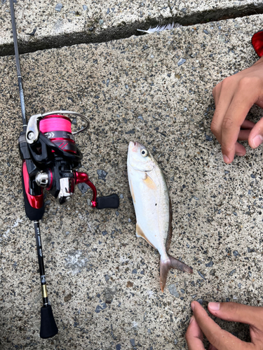 ショゴの釣果