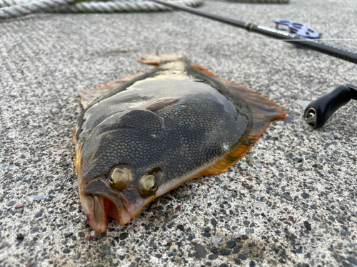 マツカワの釣果