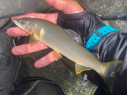 アユの釣果