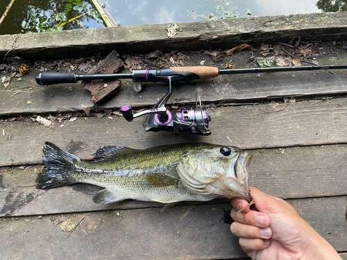 ラージマウスバスの釣果