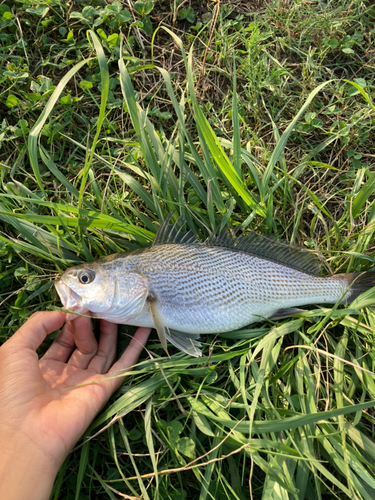 イシモチの釣果